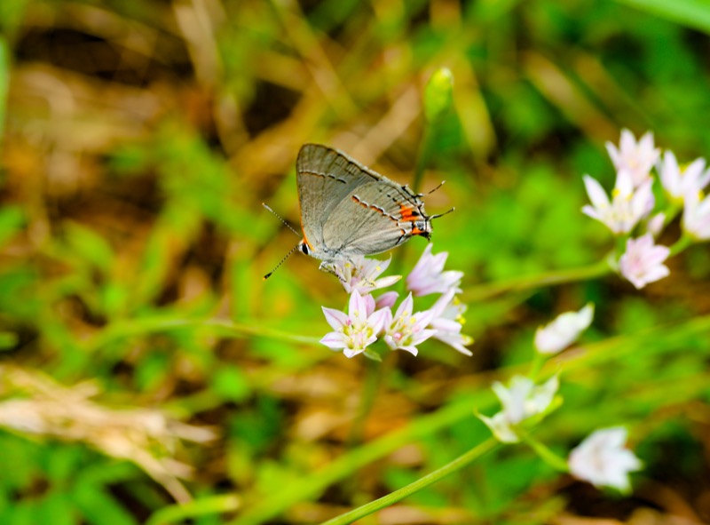 The Gray Hairstreak